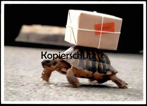 POSTKARTE SCHILDKRÖTE MIT PAKET EXPRESS HUMOR tortoise turtle tortue humour Ansichtskarte AK cpa postcard
