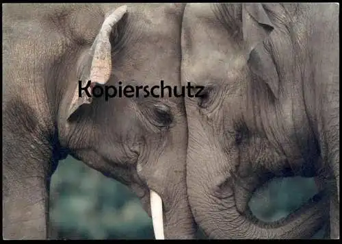 POSTKARTE ZWEI ELEFANTEN KOPF AN KOPF ROB DOOLAARD Elefant Elephant Elephants Stosszahn Ansichtskarte AK postcard cpa
