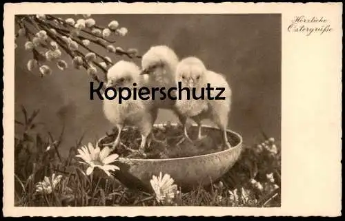 ALTE POSTKARTE HERZLICHE OSTERGRÜSSE KÜKEN Ostern Easter poussin chick Schwarz-Weiss Foto Photo Weidenkätzchen AK cpa