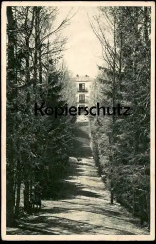 ALTE POSTKARTE BAD KOHLGRUB BAYERISCHER HOF ALLEE REH deer alley parkway Ansichtskarte AK cpa postcard
