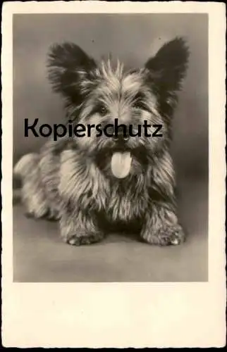 ALTE POSTKARTE CAIRN TERRIER HUND DOG CHIEN Ansichtskarte AK cpa postcard