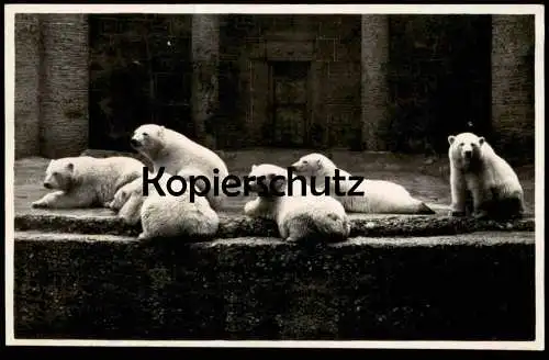 ALTE POSTKARTE EISBÄREN MÜNCHEN MÜNCHNER TIERPARK HELLABRUNN polar bear ours polaire blanc Bären Zoo postcard cpa AK