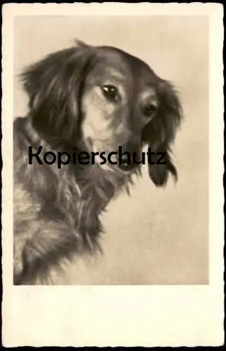 ALTE POSTKARTE LANGHAARDACKEL DACKEL HUND Porträt Dachshund Teckel basset dog chien Ansichtskaret AK postcard cpa
