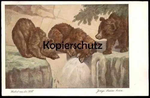 ALTE POSTKARTE HERBERT VAN DER POLL JONGE BRUINE BEREN BÄREN BRAUNBÄREN NATURA ARTIS MAGISTRA AMSTERDAM postcard cpa AK