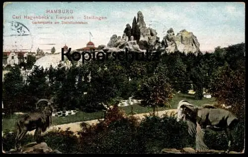 ALTE POSTKARTE CARL HAGENBECK'S TIERPARK STELLINGEN HAMBURG STEINBOCKFELSEN Steinböcke Steinbock Ansichtskarte postcard