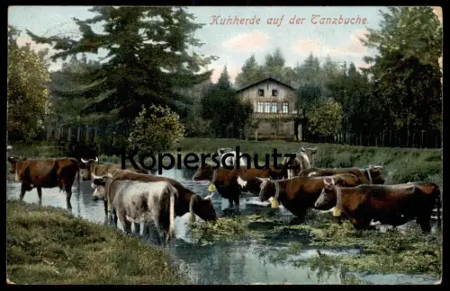 ALTE POSTKARTE KUHHERDE AUF DER TANZBUCHE THÜRINGEN FRIEDRICHRODA Kühe Kuh cow vache