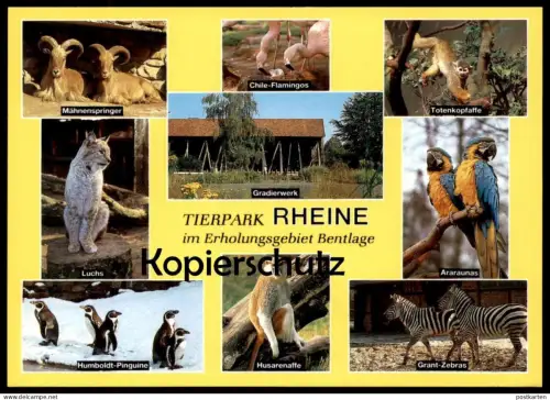 POSTKARTE TIERPARK RHEINE ZEBRA AFFE FLAMINGO LUCHS PINGUINE ARAUNA penguin jardin zoologique Zoo postcard cpa AK