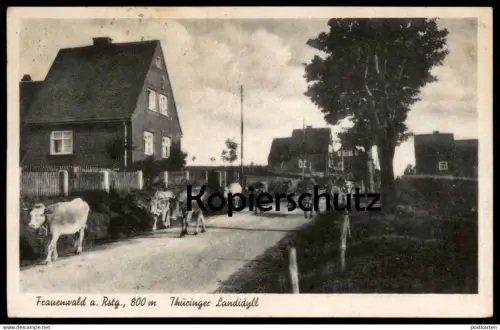 ALTE POSTKARTE FRAUENWALD RENNSTEIG THÜRINGEN THÜRINGER LANDIDYLL ILMENAU Kühe Kuh Cow Cows Vache postcard