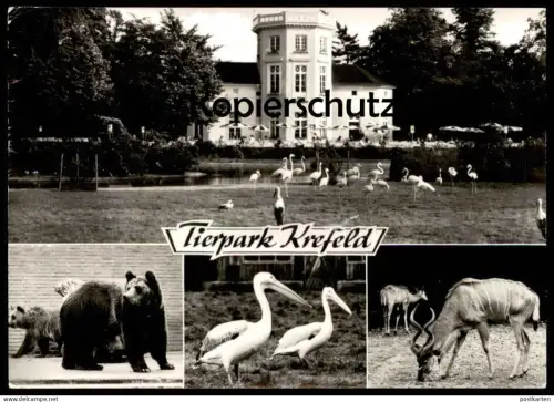 ÄLTERE POSTKARTE TIERPARK KREFELD ZOO BÄR BEAR TEDDY OURS PELIKAN KUDU zoological garden Ansichtskarte AK cpa postcard