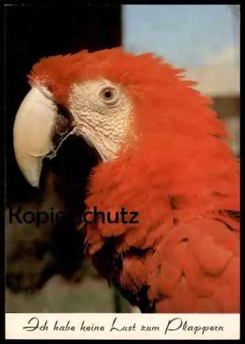 ÄLTERE POSTKARTE PAPAGEI HUMOR ICH HABE KEINE LUST ZUM PLAPPERN Parrot Ara Perroquet Vogel bird postcard Ansichtskarte