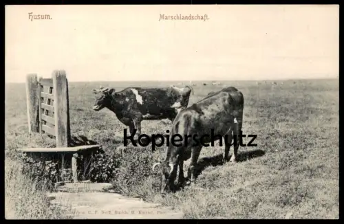 ALTE POSTKARTE HUSUM MARSCHLANDSCHAFT MARSCH LANDWIRTSCHAFT Kuh cow Kühe vache cows AK Ansichtskarte cpa postcard
