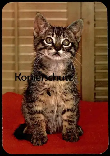ÄLTERE POSTKARTE JUNGE KATZE young cat jeune chat Stubentiger Ansichtskarte postcard AK cpa