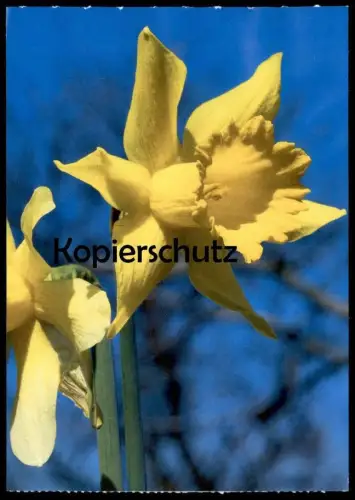ÄLTERE POSTKARTE GELBE NARZISSE OSTERGLOCKE NARCISSUS PSEUDONARCISSUS L. Blume daffodil postcard cpa AK Ansichtskarte