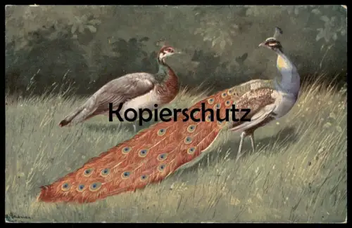ALTE POSTKARTE PFAU HENNE ALFRED SCHÖNIAN Verehrer Tischpost Liebesbrief Tisch 9 peacock paon Ansichtskarte cpa postcard
