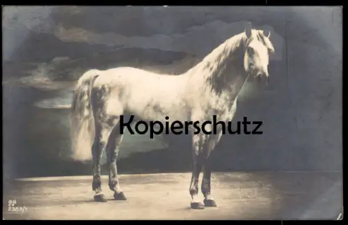 ALTE POSTKARTE PFERD SCHIMMEL 1923 STEMPEL REGENSBURG Hengst white horse mould cheval blanc mouler AK cpa postcard