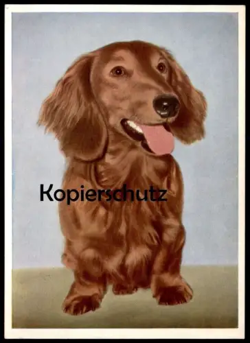 ÄLTERE POSTKARTE LANGHAARDACKEL DACKEL HUND LONG HAIRED BADGER BASSET Dachshund Teckel basset dog chien AK cpa postcard