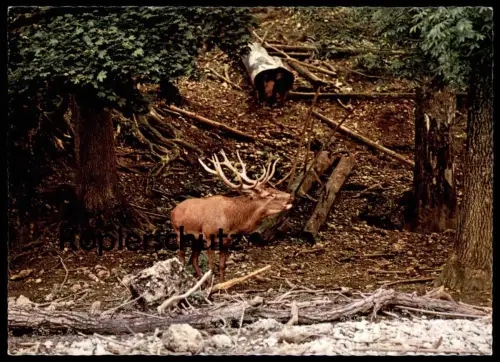 ÄLTERE POSTKARTE BREMEN VEGESACK DIE STADT AM HOHEN UFER SCHIFF ship Hafen Haven harbour port Ansichtskarte postcard