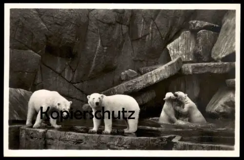 ALTE POSTKARTE MÄDCHEN FRAU MIT KATZE & KATZENKIND Kind child enfant Katzen cat chat cats Ansichtskarte cpa postcard