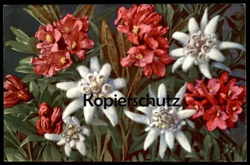 ALTE POSTKARTE RHODODENDRON FERRUGINEUM EDELWEISS ROSTBLÄTTRIGE ALPENROSE NEBELHORN cpa postcard AK Ansichtskarte