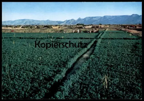 ÄLTERE POSTKARTE NAJRAN GREEN FIELDS SAUDI ARABIEN SAUDI ARABIA Landwirtschaft Agrar Ansichtskarte AK cpa postcard