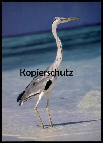 ALTE POSTKARTE GRUSS AUS KIEL FORSTBAUMSCHULE INHABER J. VOSS Baumschule Ansichtskarte AK cpa postcard