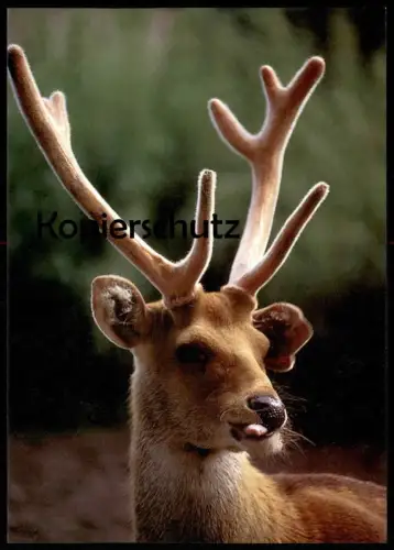 POSTKARTE SCHWARZER LABRADOR RETRIEVER HUND WELPE dog puppy pup chien petit chiot Ansichtskarte AK postcard cpa