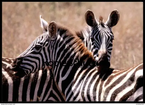 POSTKARTE ZEBRAS IN DER AFRIKANISCHEN SAVANNE ZEBRA AFRIKA africa Ansichtskarte postcard