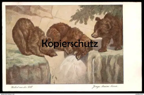 ALTE POSTKARTE HERBERT VAN DER POLL JONGE BRUINE BEREN BÄREN BRAUNBÄREN NATURA ARTIS MAGISTRA AMSTERDAM postcard cpa AK