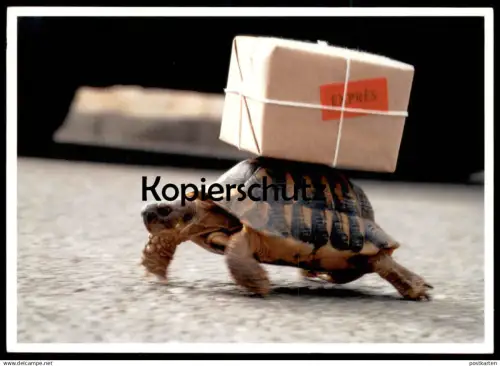 POSTKARTE SCHILDKRÖTE MIT PAKET EXPRESS HUMOR tortoise turtle tortue humour Ansichtskarte AK cpa postcard