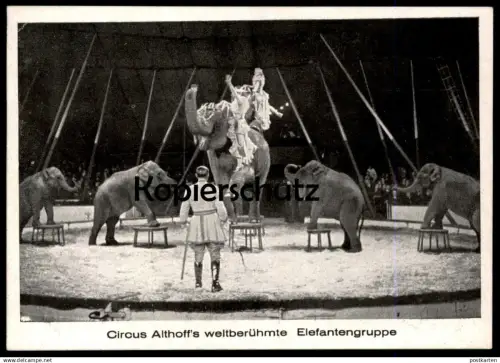 ALTE POSTKARTE ELEFANTENGRUPPE CIRCUS ALTHOFF Elefanten Zirkus elephant Elefant elephants tusker Ansichtskarte postcard