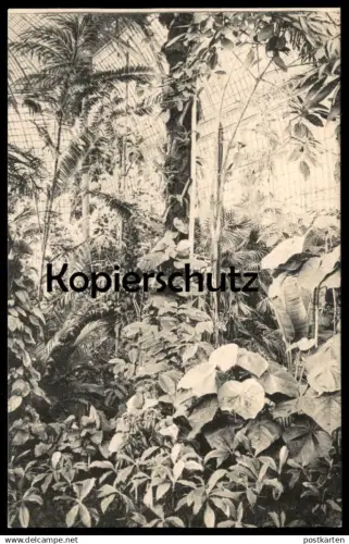 ALTE POSTKARTE BOTANISCHER GARTEN BERLIN DAHLEM ANSICHT AUS DEM GROSSEN TROPENHAUS TROPEN Botanik Pflanzen botany garden