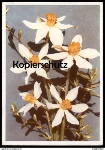 ALTE POSTKARTE BLUMEN NARZISSEN LUCIFER NARZISSE Narcisse Daff Daffodil Daffodils Flowers Fleurs Ansichtskarte postcard