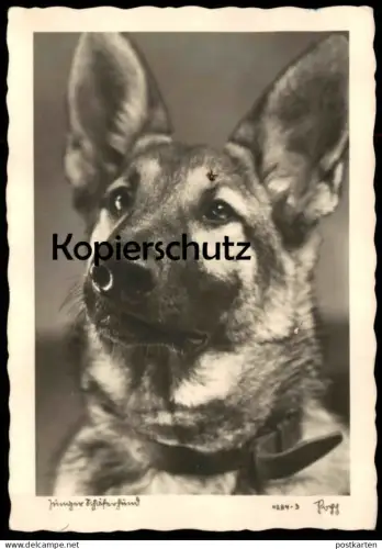 ALTE POSTKARTE JUNGER SCHÄFERHUND german shepherd dog chien berger allemand Verlag Popp Glatz Schlesien postcard AK cpa