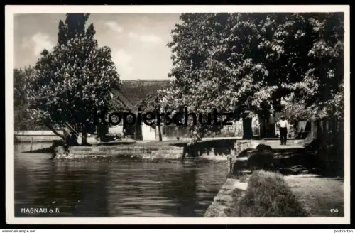 ALTE POSTKARTE HAGNAU AM BODENSEE HAFEN KASTANIE Ansichtskarte AK postcard cpa