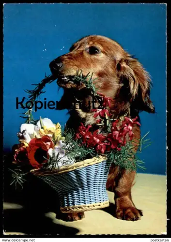 ÄLTERE POSTKARTE DACKEL MIT BLUMENKORB KORB HUND BADGER BASSET Dachshund Teckel basset dog chien Ansichtskarte postcard