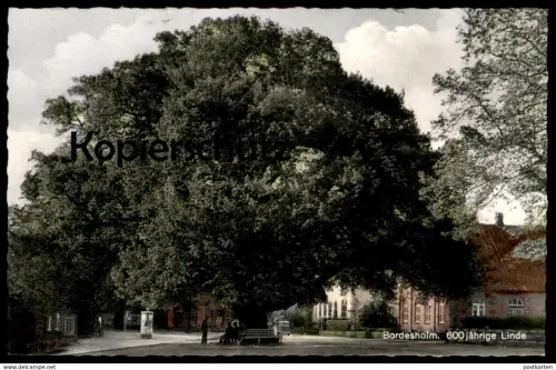 ÄLTERE POSTKARTE BORDESHOLM 600 JÄHRIGE LINDE BAUM TREE ARBRE Tilleul Lime Naturdenkmal Ansichtskarte cpa postcard AK