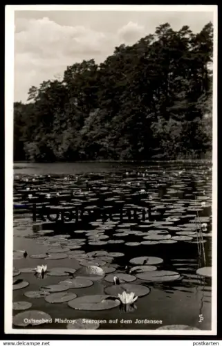 ALTE POSTKARTE MISDROY SEEROSEN AUF DEM JORDANSEE MIEDZYZDROJE Polen Polska Poland Ansichtskarte cpa postcard AK