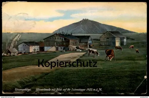 ALTE POSTKARTE RIESENGEBIRGE WIESENBAUDE MIT BLICK AUF SCHNEEKOPPE KÜHE cows vaches Schlesien Ansichtskarte postcard