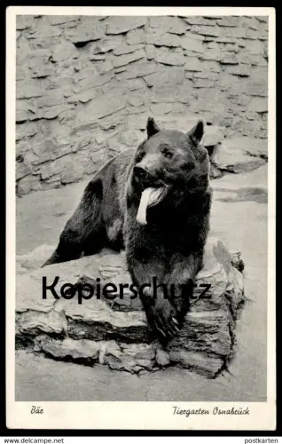 ÄLTERE POSTKARTE OSNABRÜCK TIERGARTEN OSNABRÜCKER ZOO BÄR Braunbär ours bear Ansichtskarte AK cpa postcard