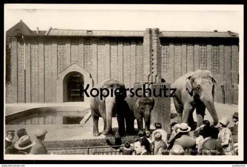 ALTE POSTKARTE ZOO LEIPZIG TIERPARK ELEFANTEN M. PLANSCHBECKEN ELEFANT JARDIN ZOOLOGIQUE PARQUE ELEPHANT Elefante Tusker