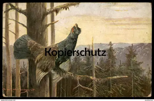 ALTE KÜNSTLER POSTKARTE SERIE HAAR- UND FEDERWILD MÜLLER JUN. MÜNCHEN 1901 AUERHAHN JAGD grouse AK postcard cpa