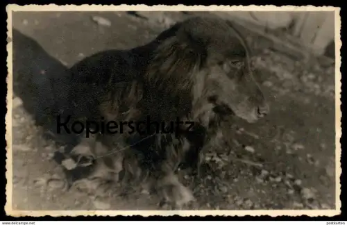 ALTES ORIGINAL FOTO DACKEL SEPPEL teckel basset dachshund Hund dog chien photo