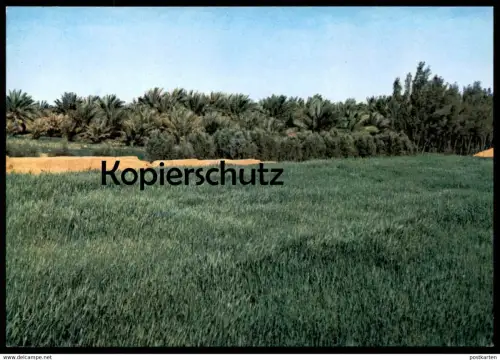 ÄLTERE POSTKARTE ANEIZA CULTIVATED FIELDS Felder Landwirtschaft Saudi Arabia Saudi Arabien postcard cpa AK Ansichtskarte