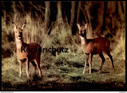 ÄLTERE POSTKARTE BELAUSCHTE NATUR REH HIRSCH Rehe Hirsche Roe fallow deer daim chevreuil cerf cpa Ansichtskarte postcard