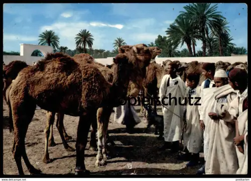 ÄLTERE POSTKARTE LIBYA CATTLE MARKET MERCATO BESTIAME CAMEL TRIPOLI  LIBYEN Tripolis Libiya cpa postcard Ansichtskarte