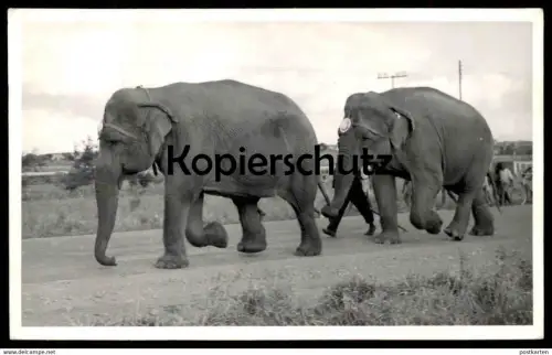 ALTE POSTKARTE ELEFANTEN PRAHA 1957 Prag Zirkus circus elephant Elefant elephants tusker Ansichtskarte postcard cpa AK