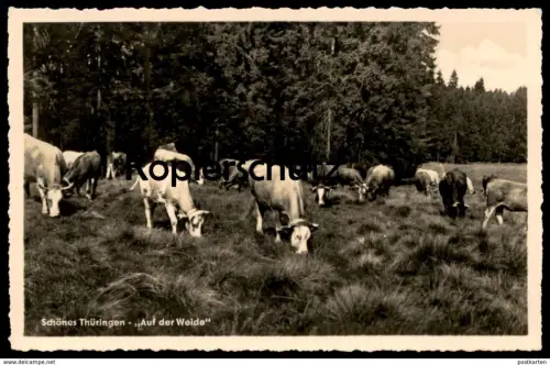 ÄLTERE POSTKARTE SCHÖNES THÜRINGEN AUF DER WEIDE WIESE KUH Kühe cow vache cows Rinder cpa postcard Ansichtskarte AK