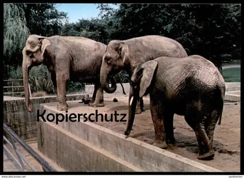 ÄLTERE POSTKARTE OSNABRÜCK OSNABRÜCKER ZOO ELEFANTEN elephant Elefant elephants tusker Ansichtskarte postcard cpa AK