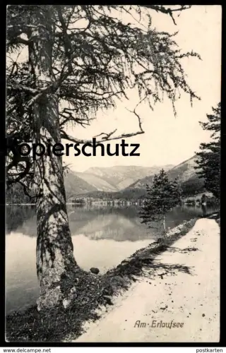 ALTE POSTKARTE AM ERLAUFSEE MARIAZELL STEIERMARK ÖSTERREICH Tanne tree See lake cpa postcard Ansichtskarte
