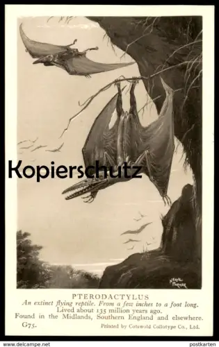 ALTE KARTE PTERODACTYLUS FOUND IN THE MIDLANDS Saurier saurien saurian Dinosaurier dinosaur reptile postcard
